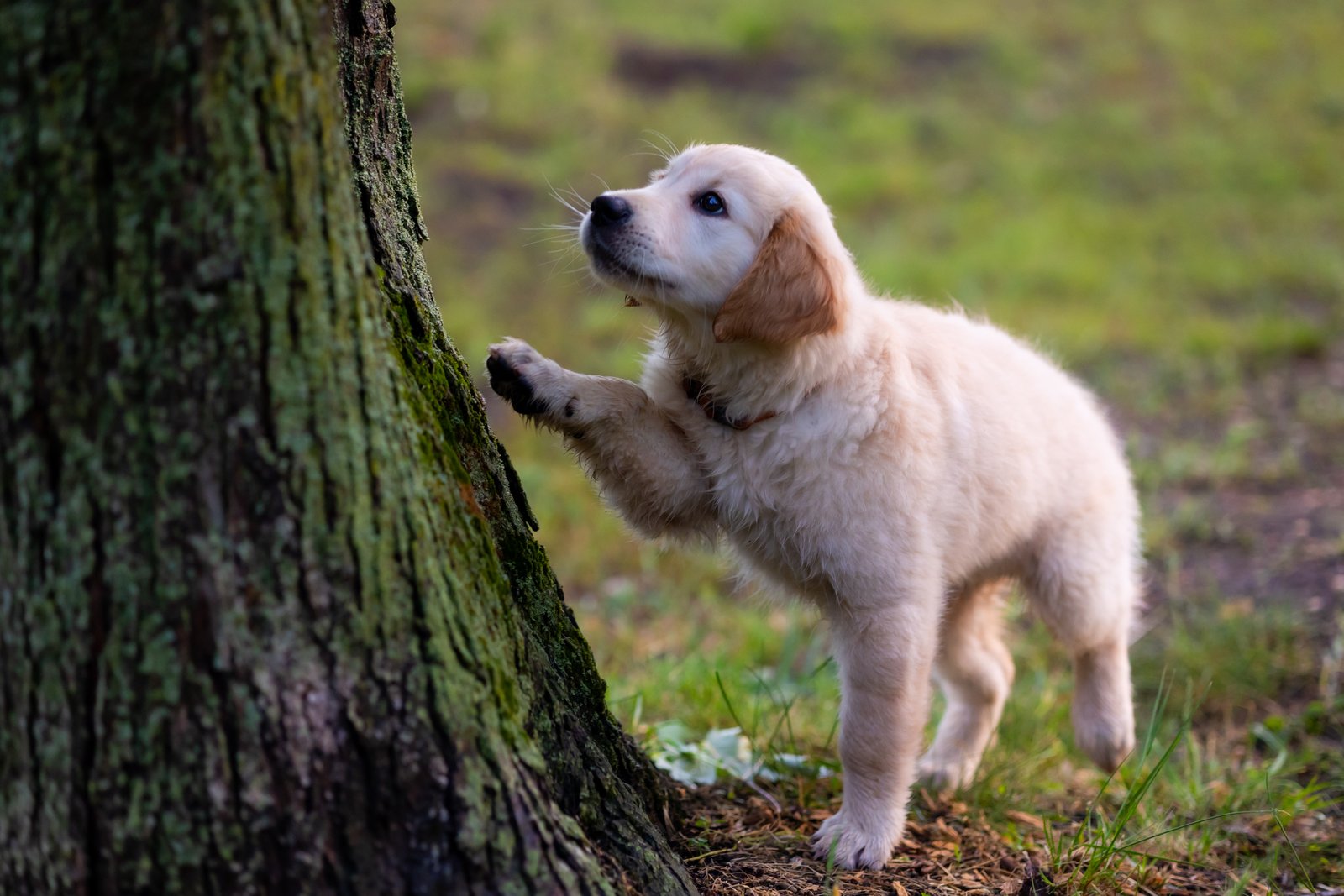 Szőke Nikolett portfolio